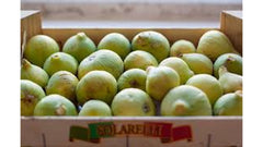 Green Figs - 1BOX
